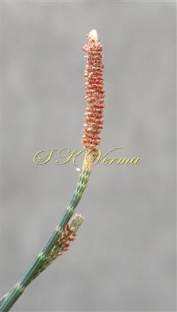  Male spike